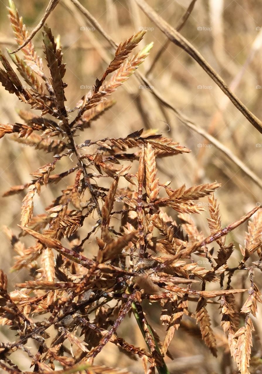 Dried grass