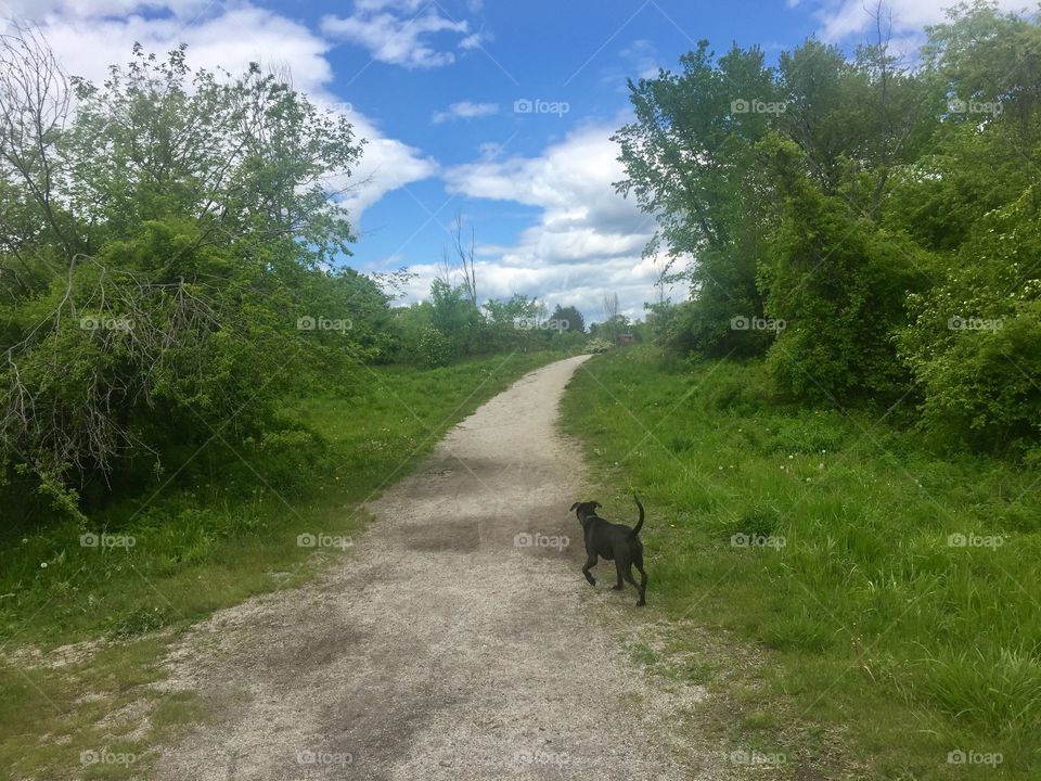 Dog Walk on the Trail