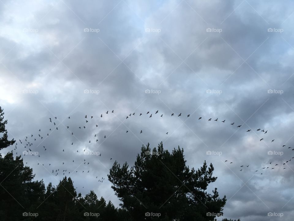 Bords in the sky