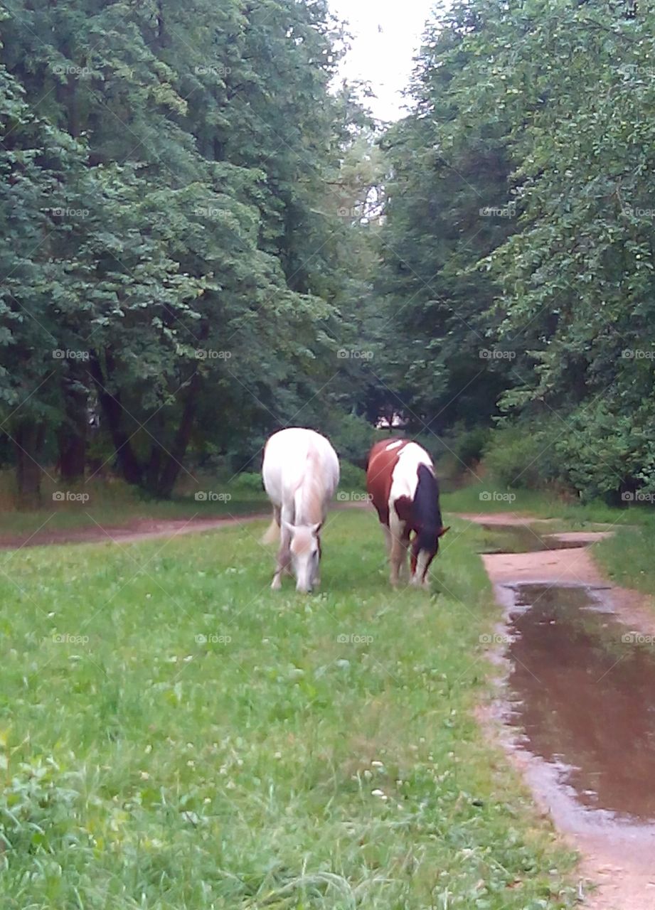 two horse in summer park