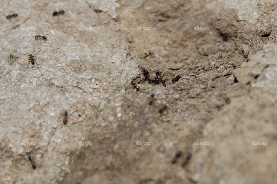 ants
