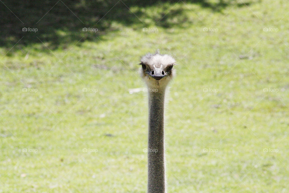 Ostrich