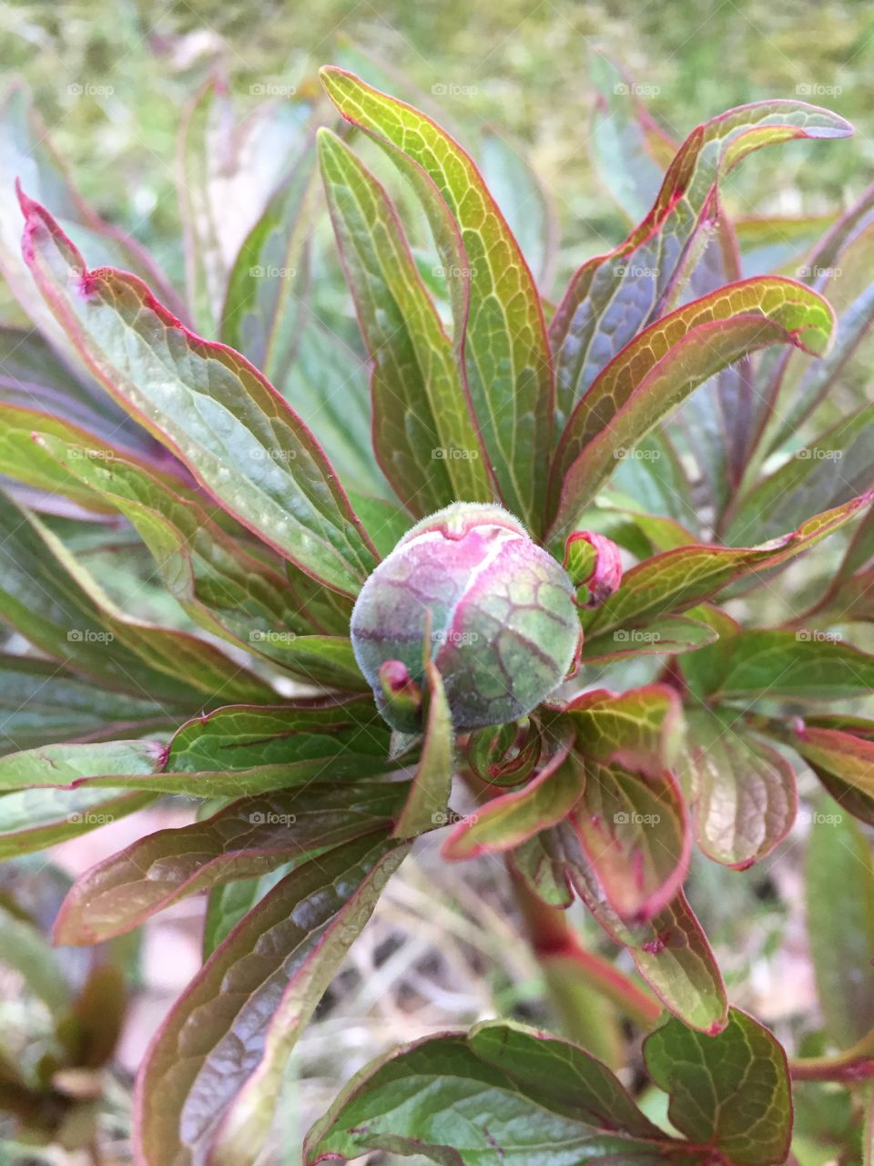 Peony in my garden 