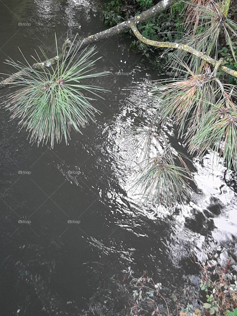 pine tree by The stream