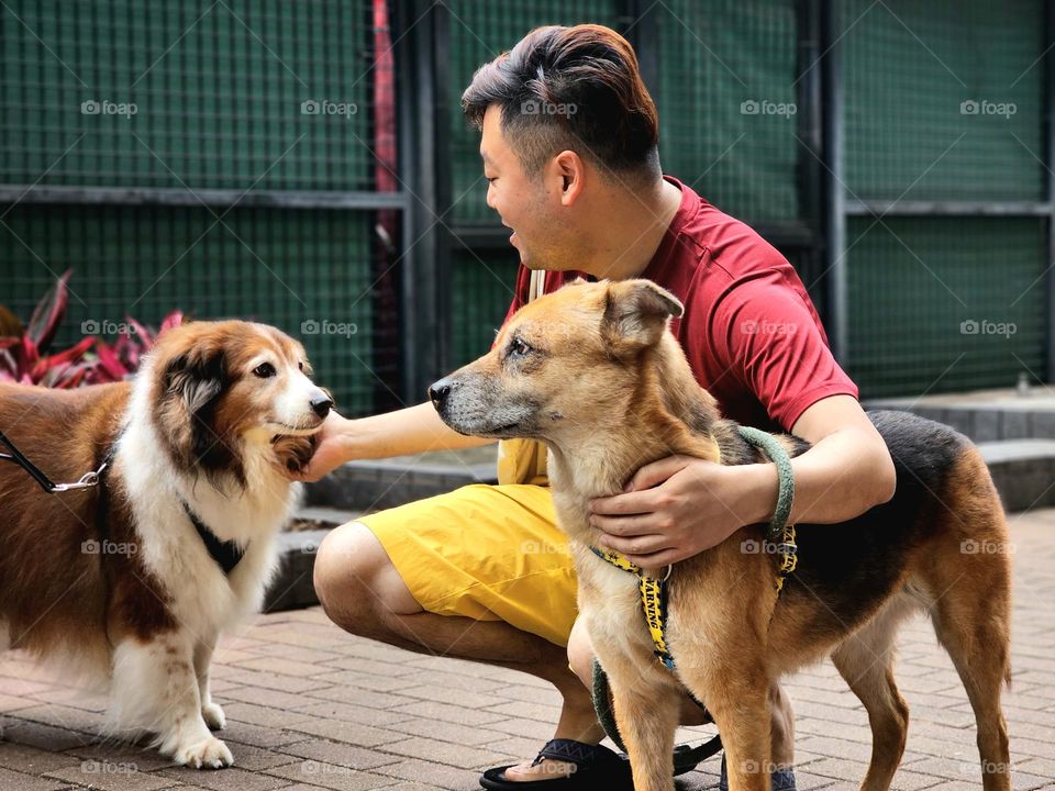 dog walking and greeting another dog on Fire Dragon Path Tai Hang Hong Kong