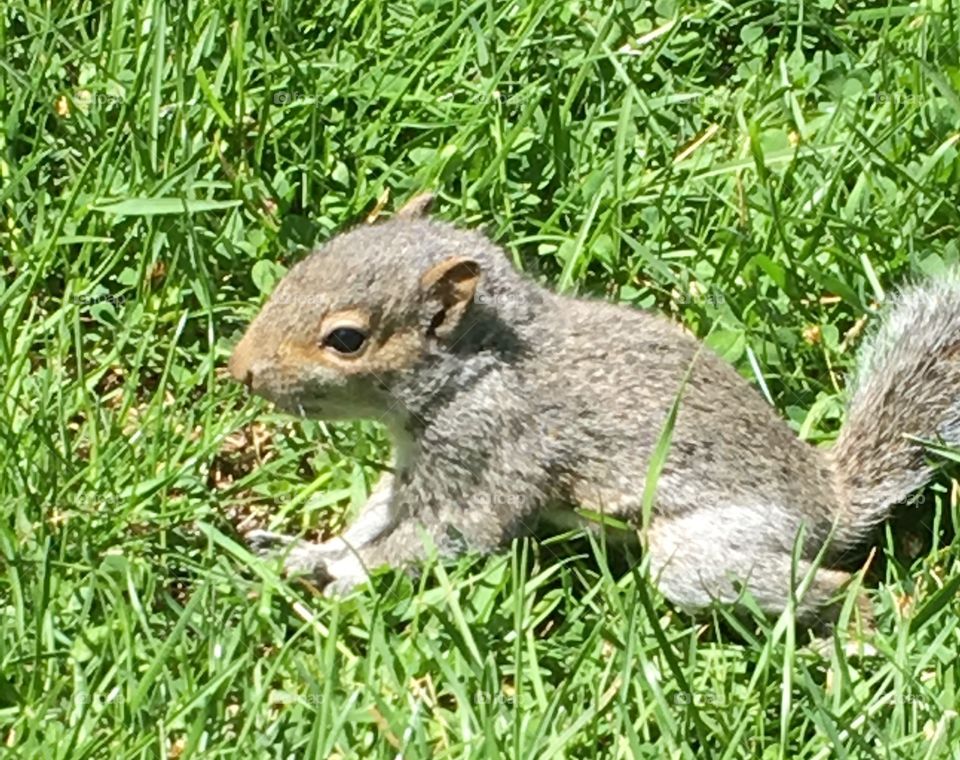 Sweet baby squirrel 