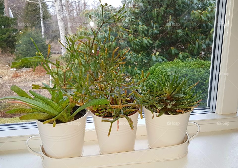 house plants in pots