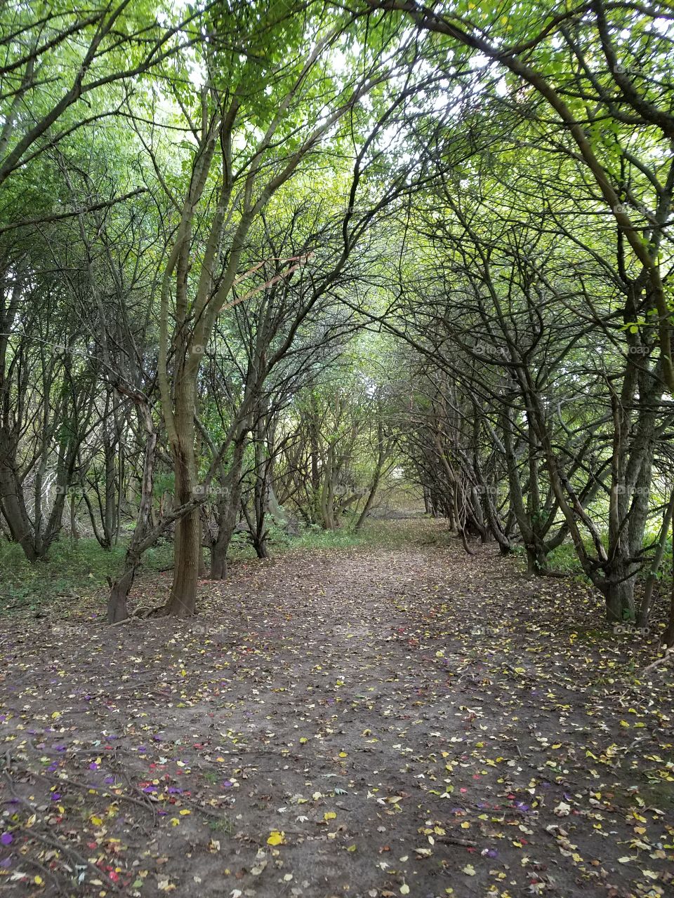 Tree Tunnel