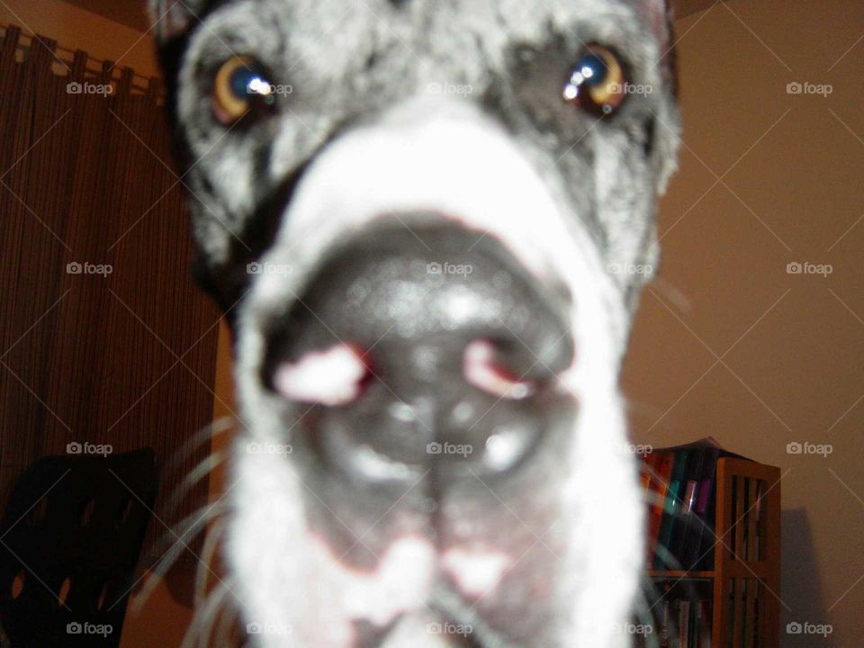 Great Dane nose