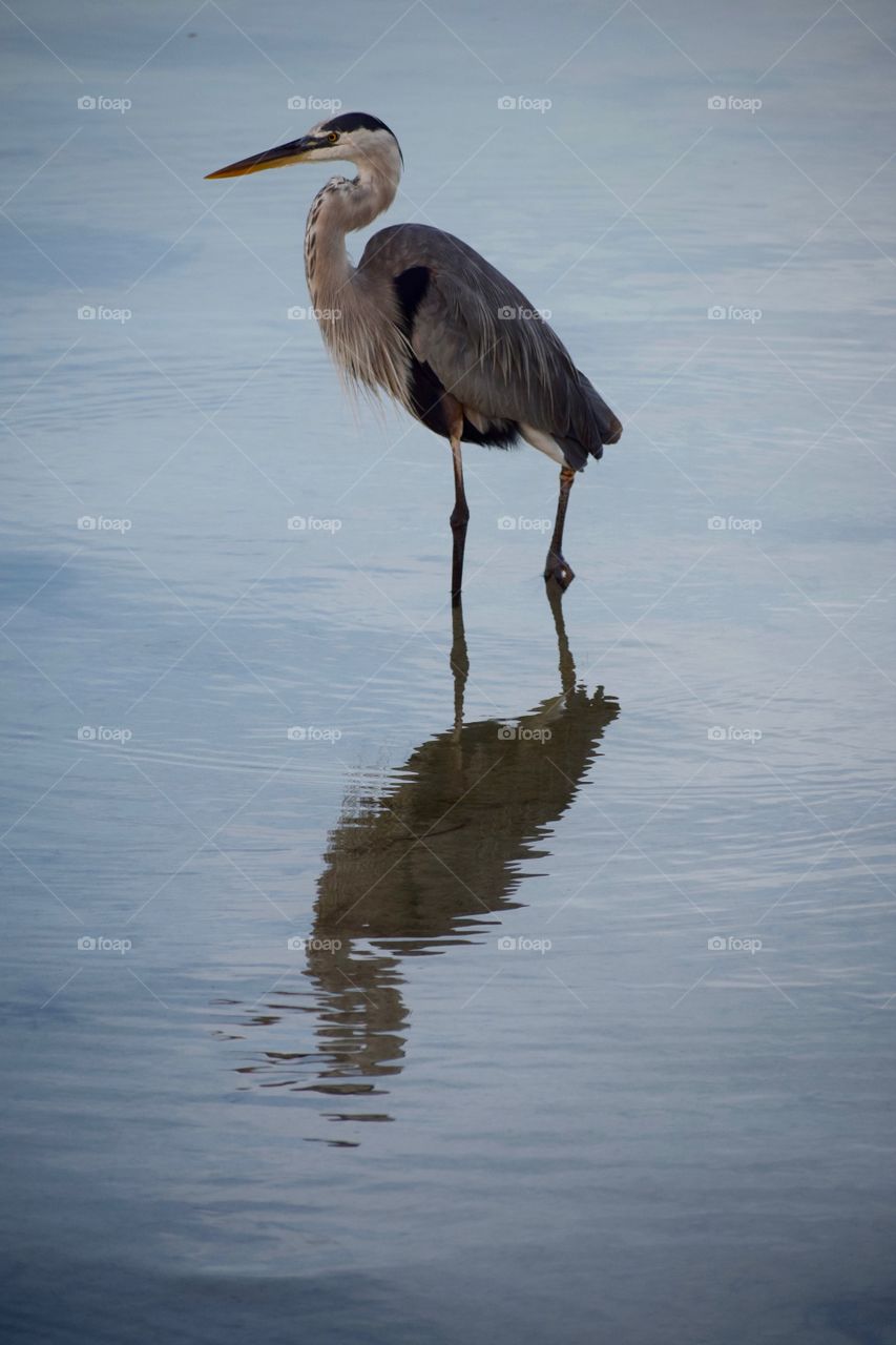 Great blue Heron