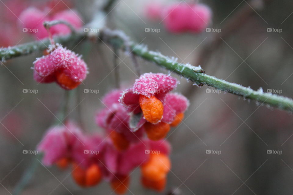 Close-up of frozen on plant
