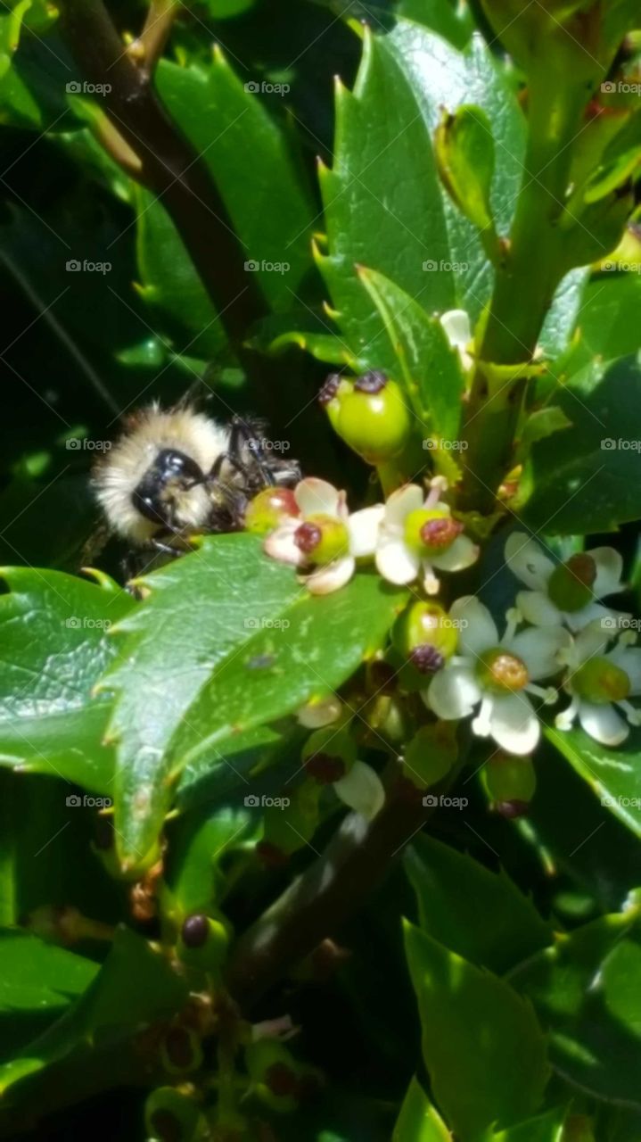 The holly bushes in my backyard were buzzing with dozens of different types of bees and flies. I stood for over half hour to get a picture. I cannot believe I was so close to the bees for that long