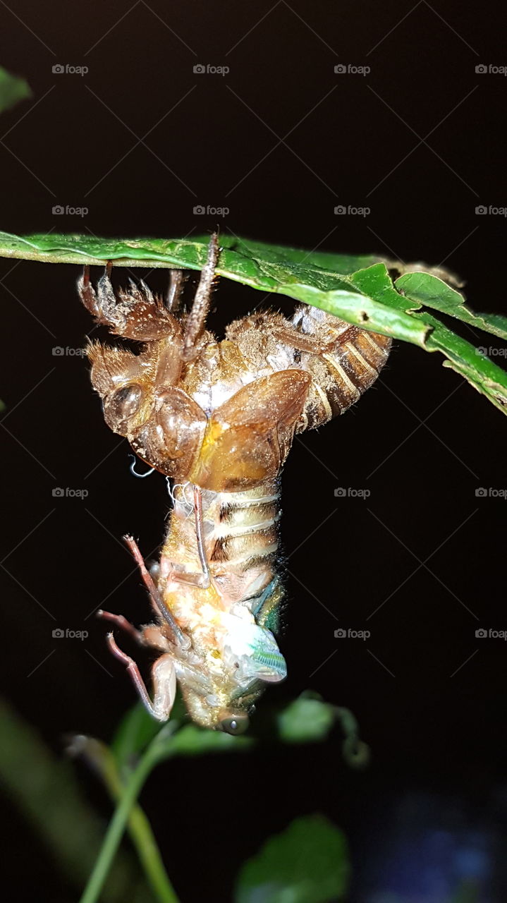 Metamorphosis of the Cicada