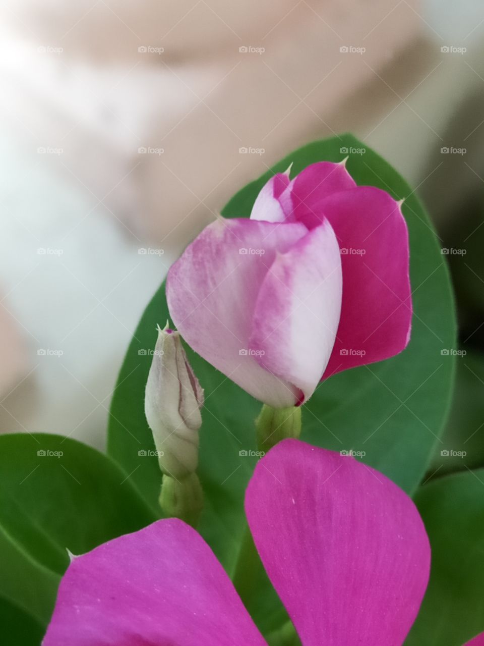 periwinkle unfolding