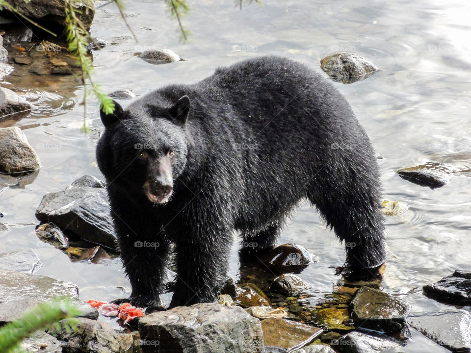 one day in alaska