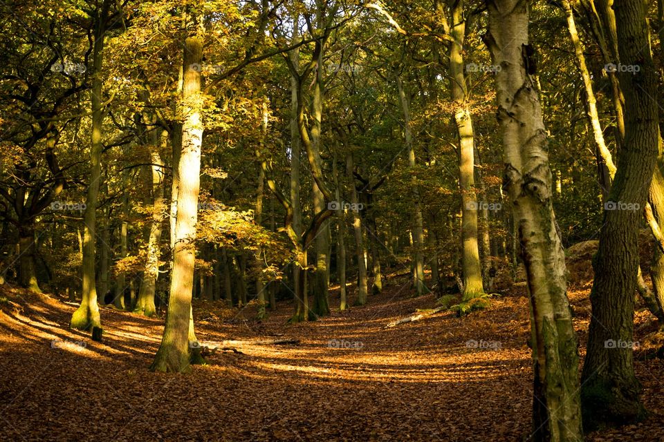 Wood, Tree, Fall, Leaf, Landscape