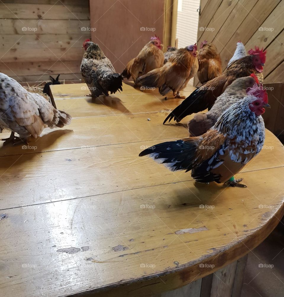 how many hens can you spot?