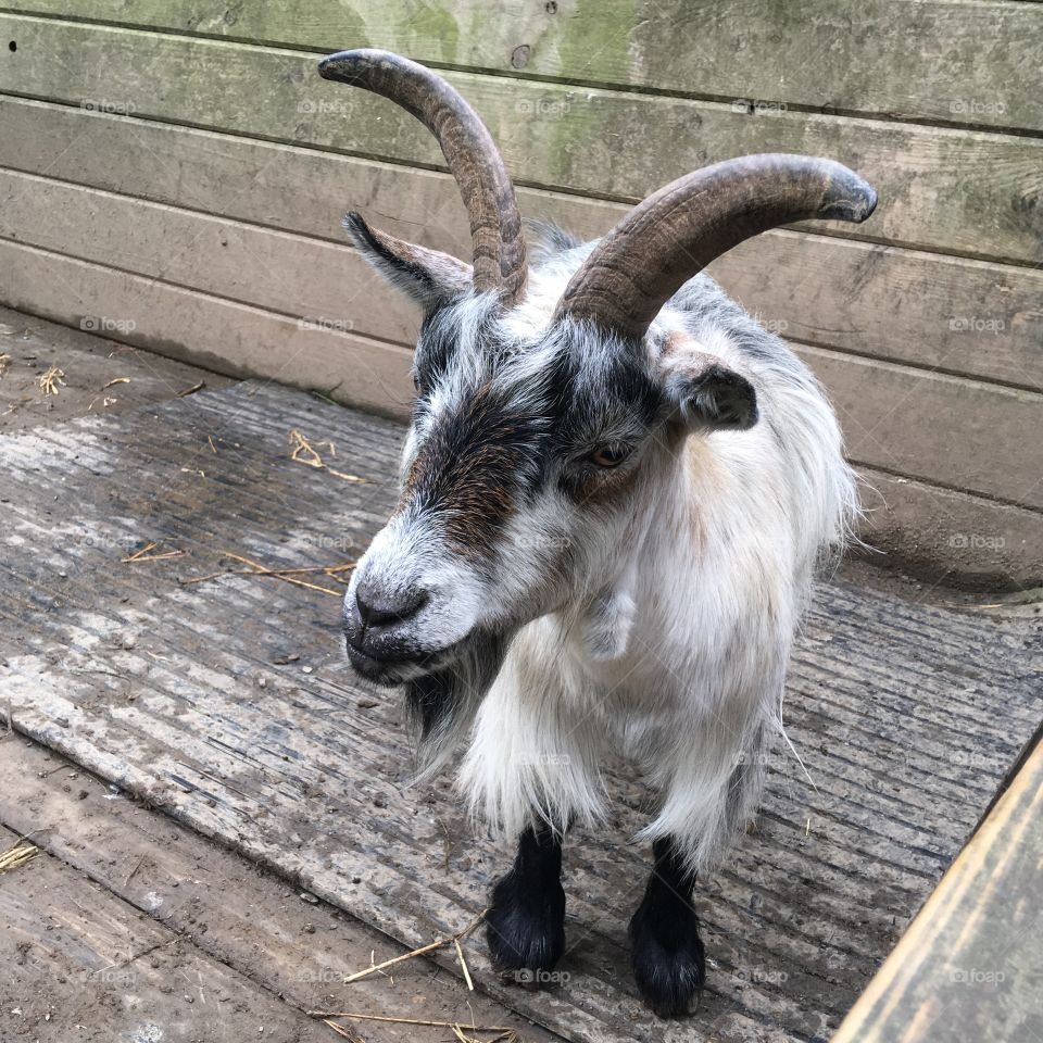 Goat, Animal, Mammal, Horn, Portrait