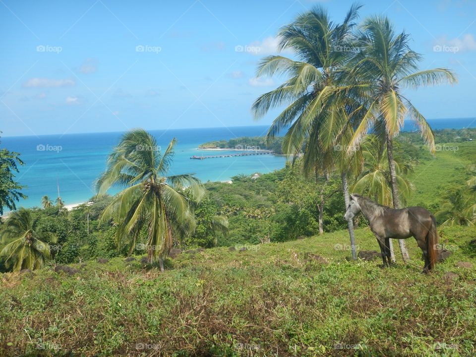 Cornisland and a horse 