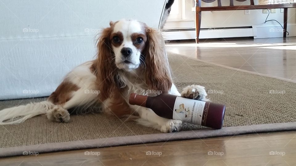 King Charles Cavalier