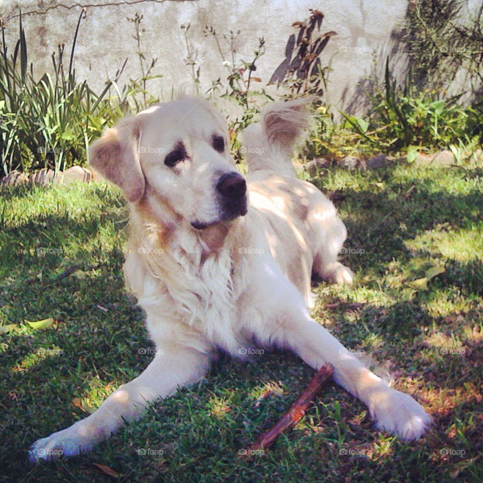 garden nature pretty dog by Zita