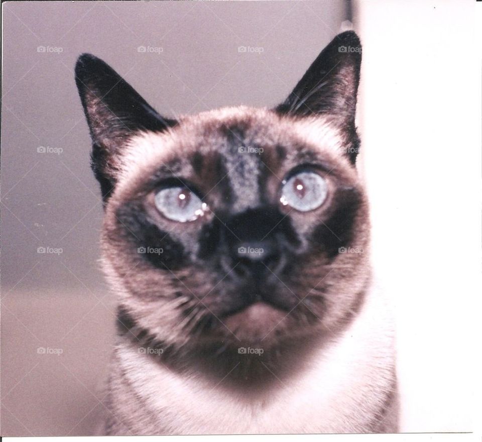 SIAMESE LILAC POINT CAT