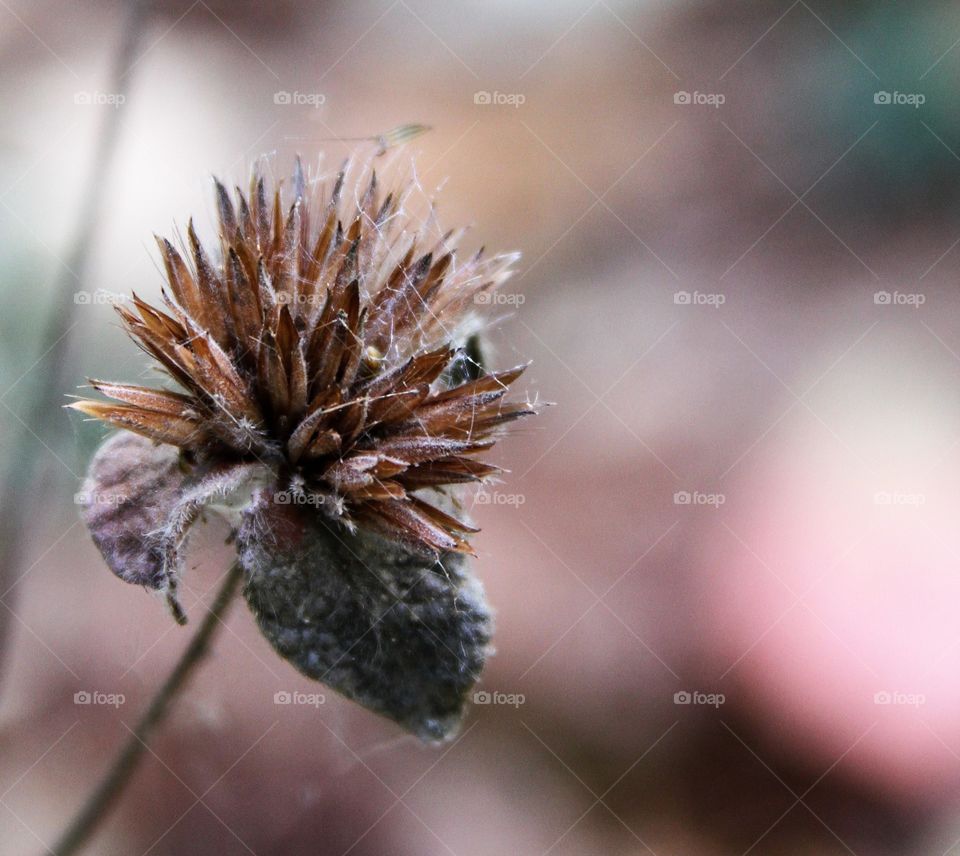 dried remains of flower.