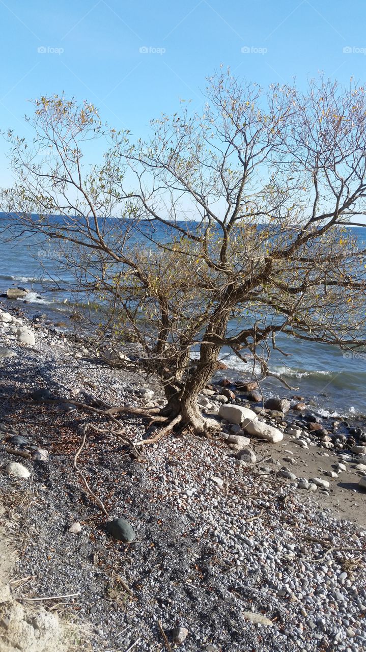 When the Roots are Deep. There is no reason to Fear the Wind.