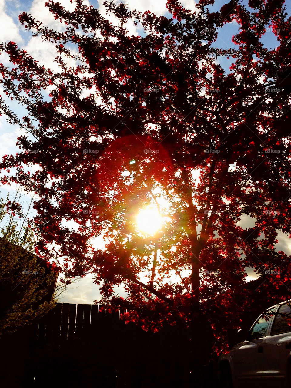 Red sun tree