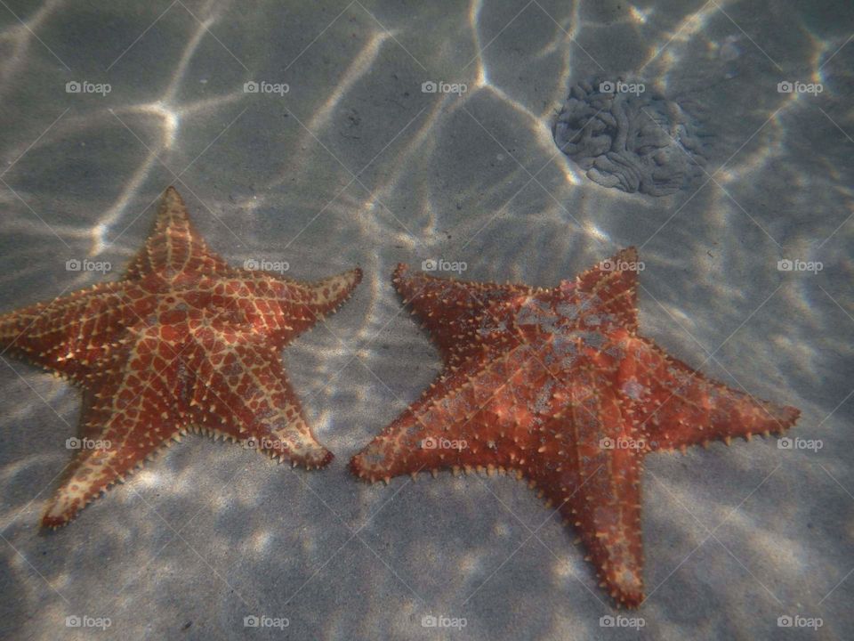 double starfish