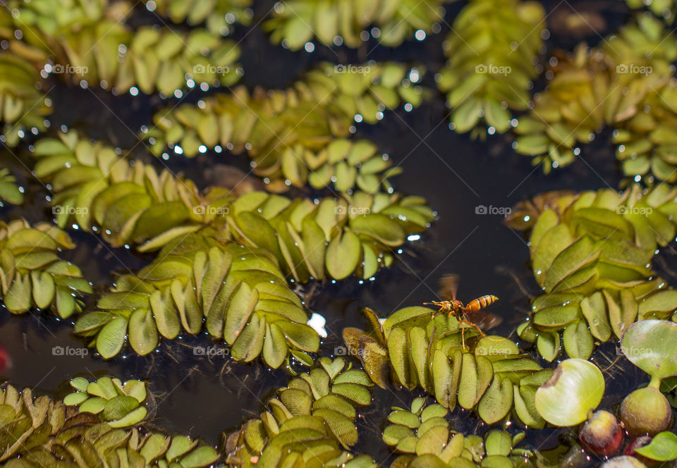 wasp flying