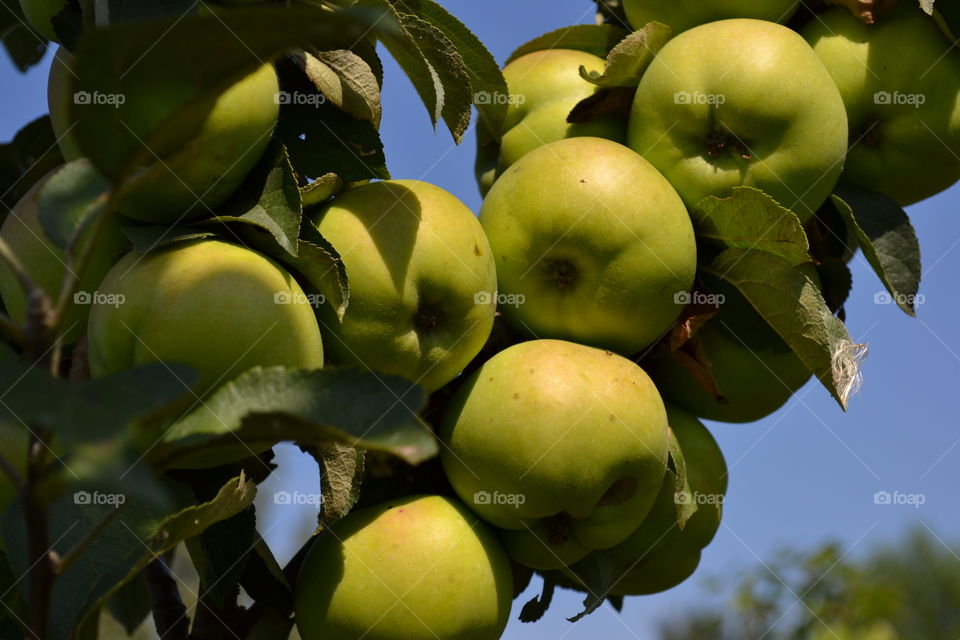 apples on a branch