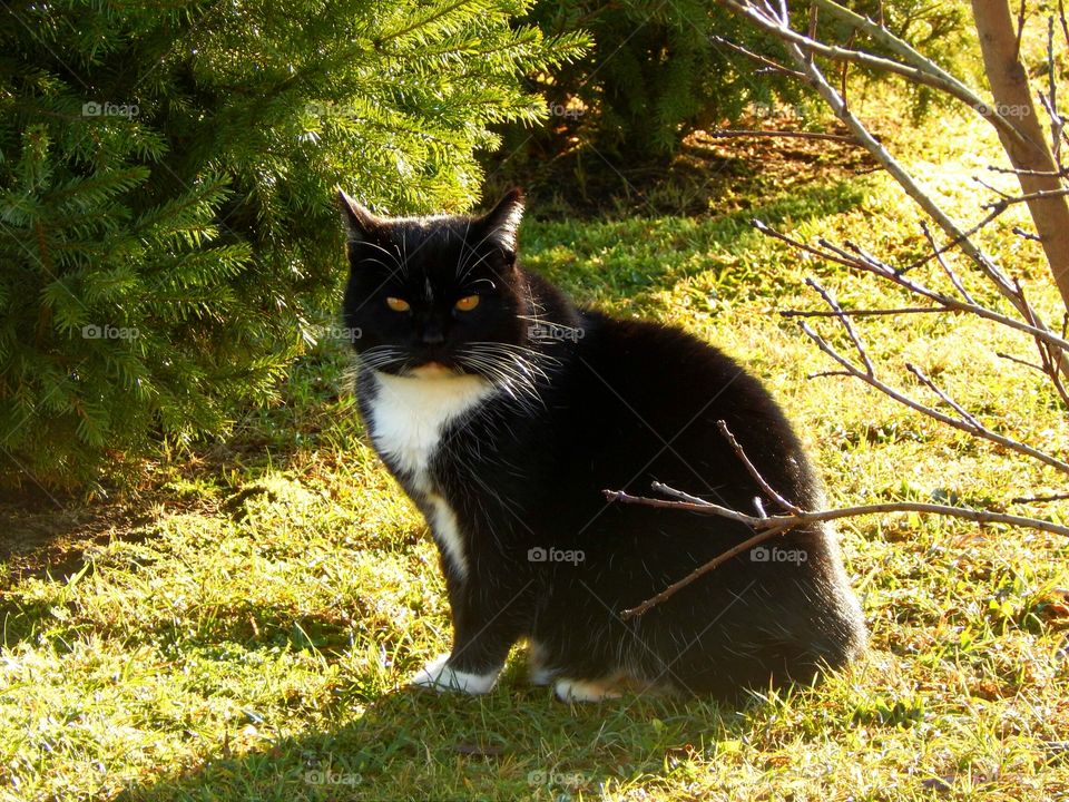 My cat is sitting on a grass at light of evening sun
