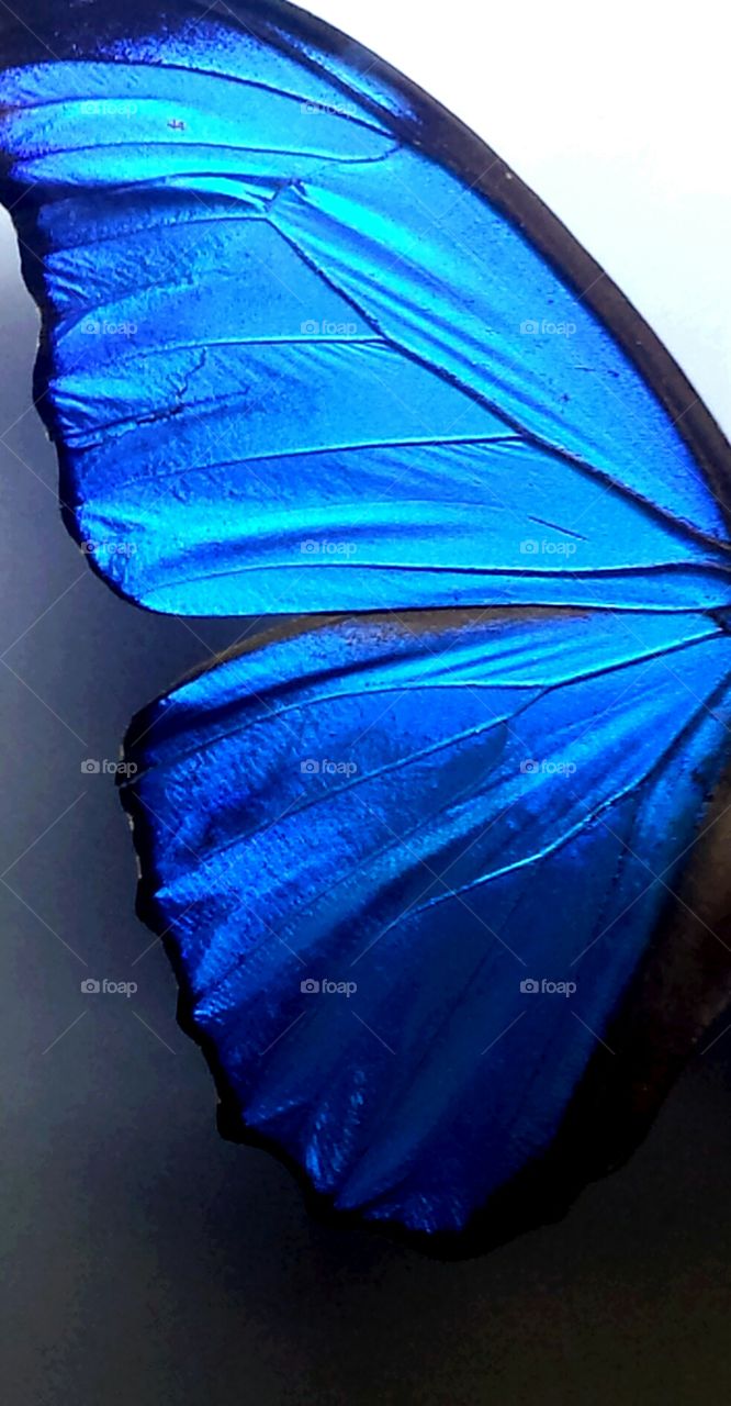 blue butterfly wing