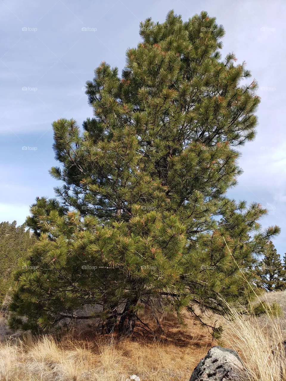 trees