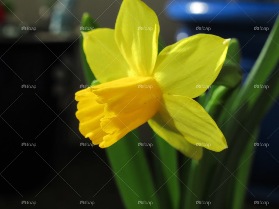 spring daffodil in full bloom in garden