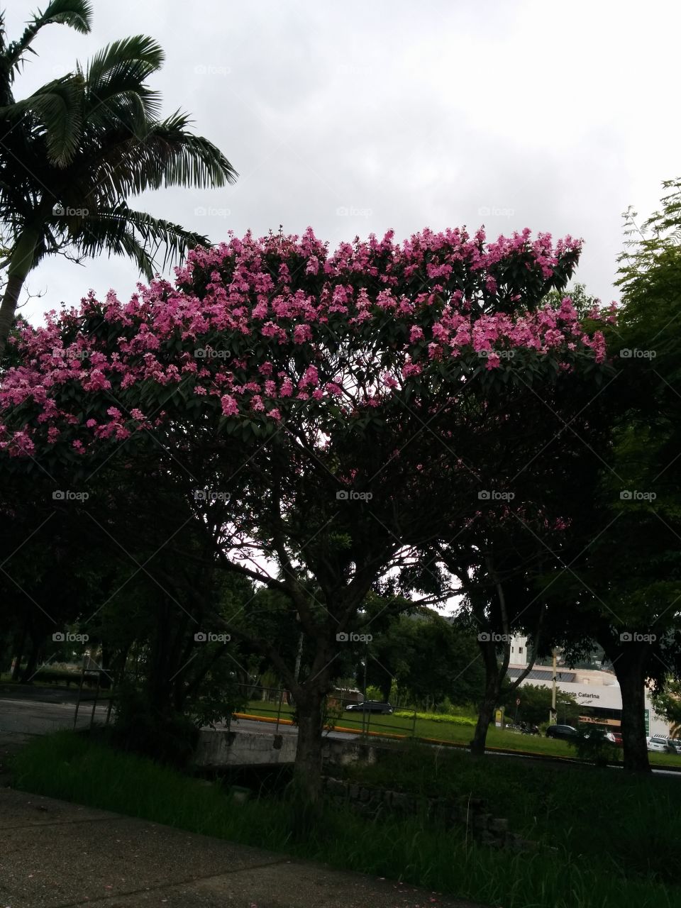 pink tree