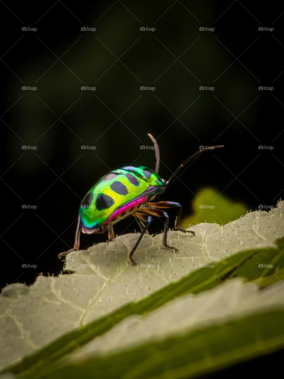 Jewel Bug closeup shot