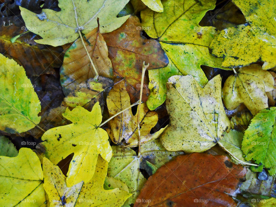 Leaf, Fall, Nature, Maple, Season