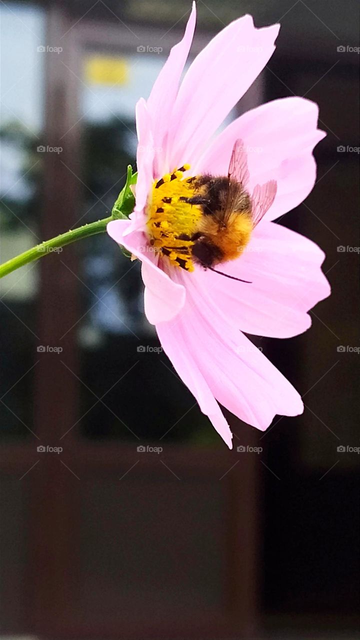 bee collects pollen