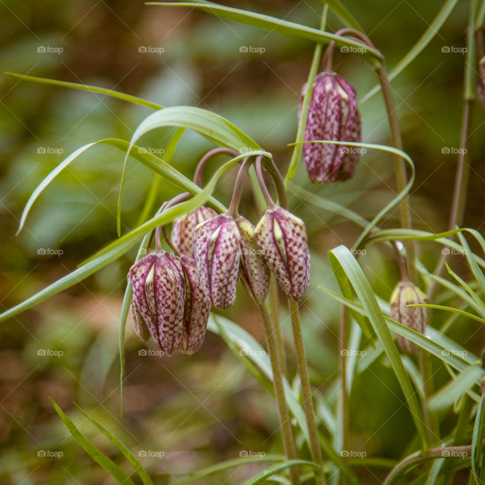 Spring flowers in London