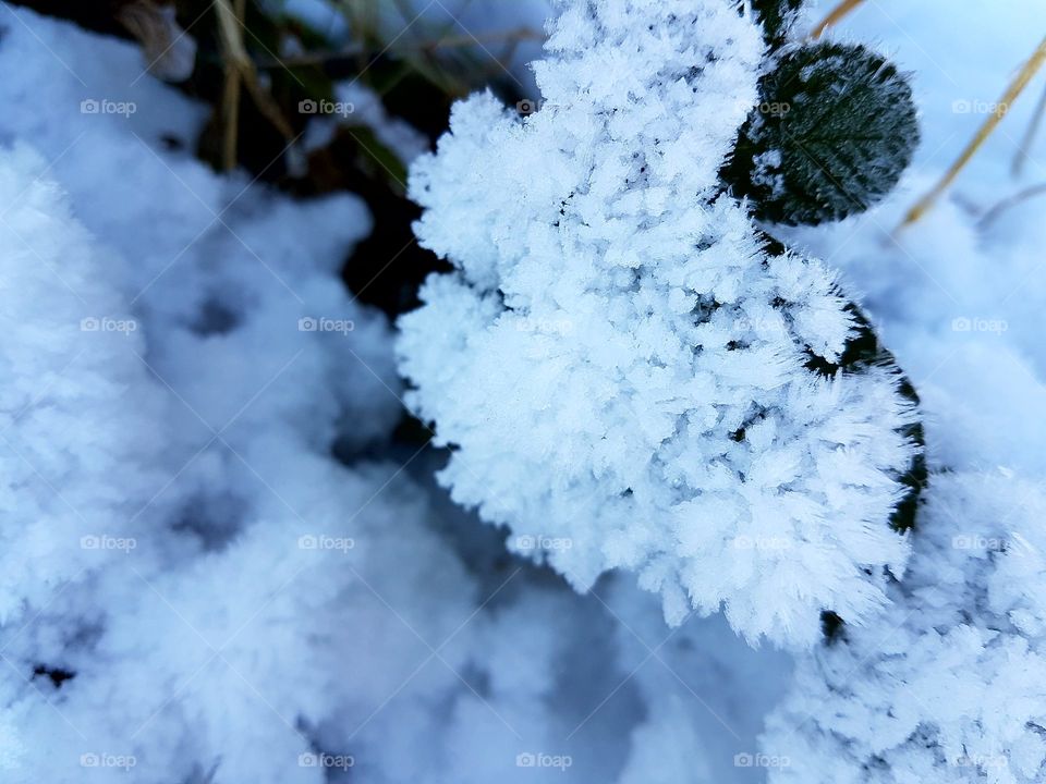 Winter, No Person, Nature, Snow, Frost