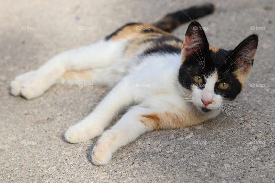 Colorfully cottoned kitten