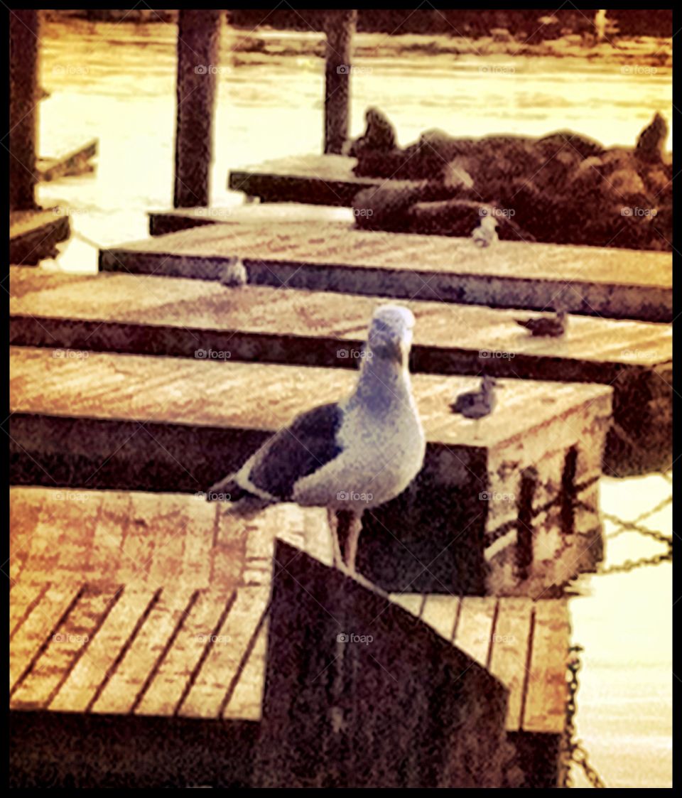 SF docks 