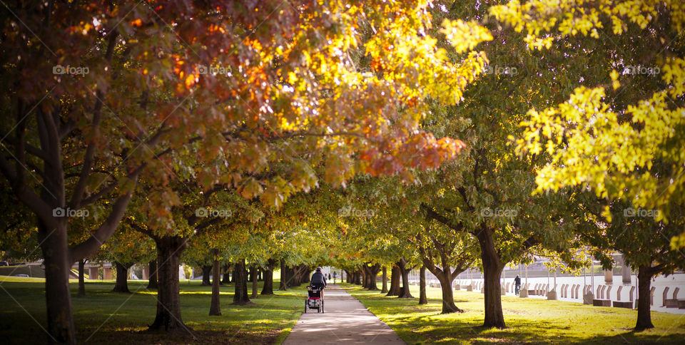 Afternoon stroll at Queen Elizabeth Terrace, ACT, Canberra, Australia during fall season