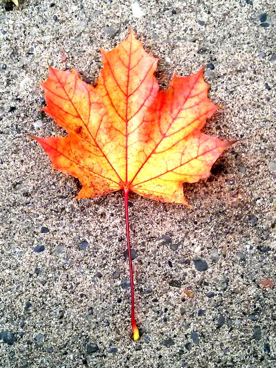 Not Dead Yet. This beautiful leaf, was just lying on the ground as I was on another morning walk, here in Toronto.