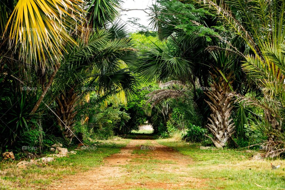 Awesome path into the nature 