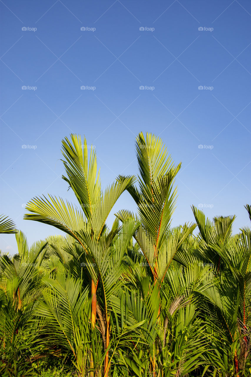 palm leaf at the garden