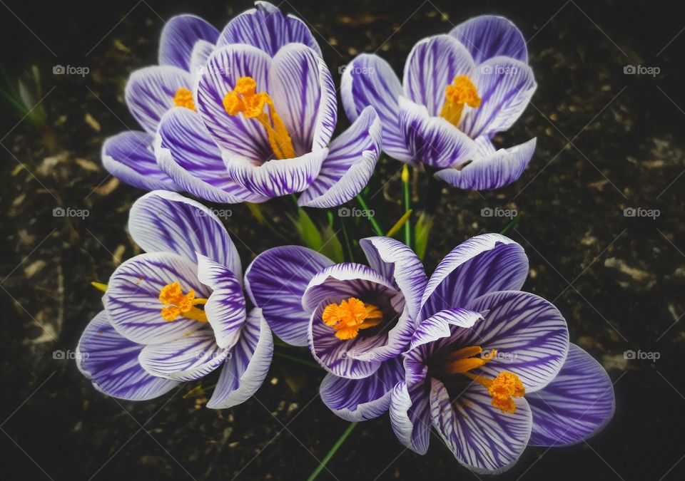 Welcome Spring flowers