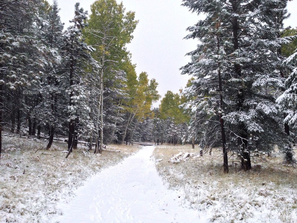 Winter trail